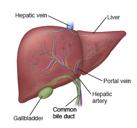 Liver showing the hepatic vein, liver, portal vein, hepatic artery, common bile duct, gallbladder