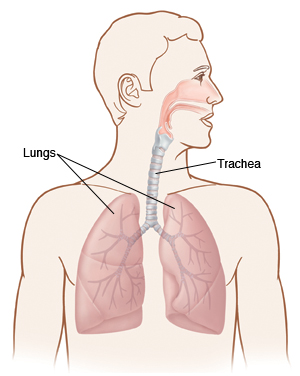 Location of lungs and trachea in chest.