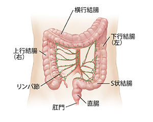 結腸の動脈とリンパ節を示す成人の腹部の略図。