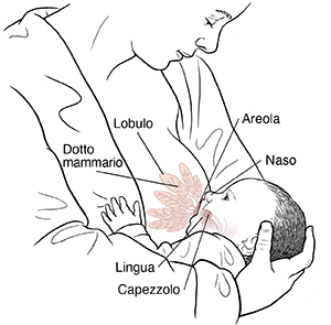 Un neonato allattato al seno con i particolari anatomici in evidenza: lobulo, dotto mammario, capezzolo, areola e bocca e naso del bebè.