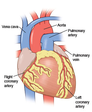 Cutaway view of heart, including the vena cava, aorta, pulmonary artery, pulmonary vein, and right and left coronary arteries.