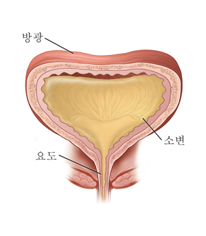 방광