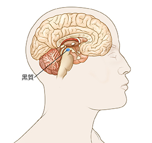 顯示大腦黑質的男性頭頸側視圖。