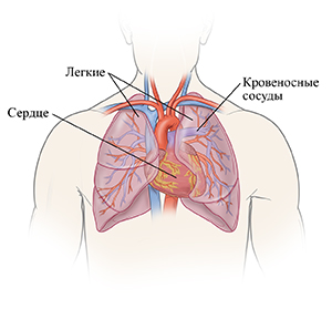 Вид спереди контура головы и груди мужчины, где показано сердце и легкие.