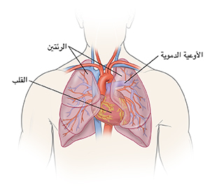 صورة أمامية لمخطط تفصيلي لرأس وصدر ذكر تُظهر القلب والرئتين.