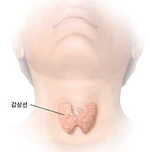갑상선이 보이는 머리와 목 부분의 전면 모습.