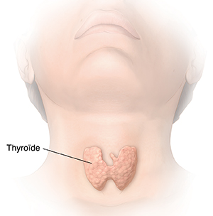 Vue antérieure de la tête et du cou montrant la thyroïde.