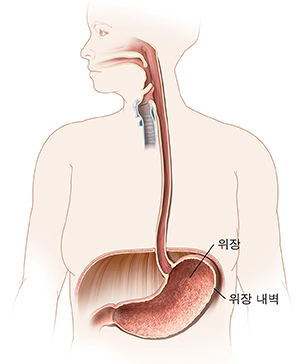 입, 식도 및 위장이 보이는 여성의 대략적 모습.