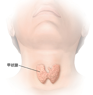 显示甲状腺的头部和颈部前视图。