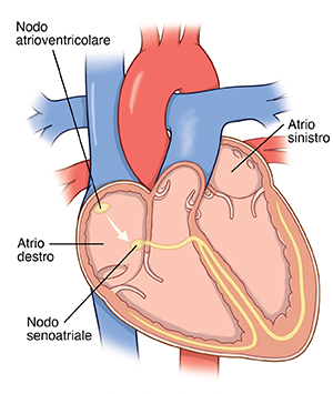 Vista laterale del cuore che mostra le camere cardiache e le vie elettriche.