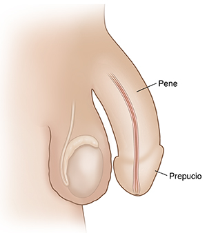 Vista lateral de los genitales de un hombre donde se observan el pene, el escroto, los testículos y la uretra.