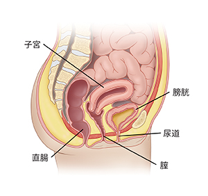 膀胱、尿道、子宮を示す女性の骨盤の側面図。