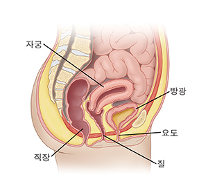 방광, 요도 및 자궁이 보이는 여성 골반의 측면 모습.