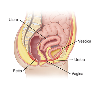 Vista laterale di un bacino femminile con vescica, uretra e utero in evidenza.