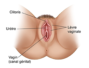 Vue extérieure des organes génitaux féminins.