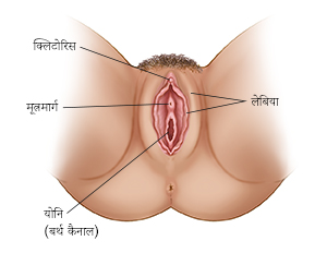 महिला जननांगों का बाह्य दृश्य।