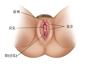 여성 생식기의 외부 모습.
