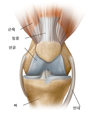정상적 무릎의 전면 모습.