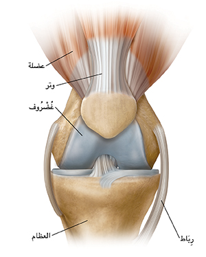 صورة أمامية لركبة سليمة.