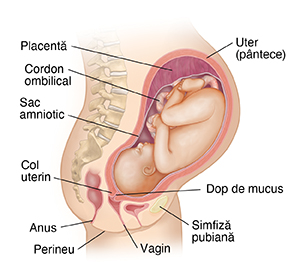 Vedere laterală transversală a corpului femeii care prezintă sarcina la 9 luni.