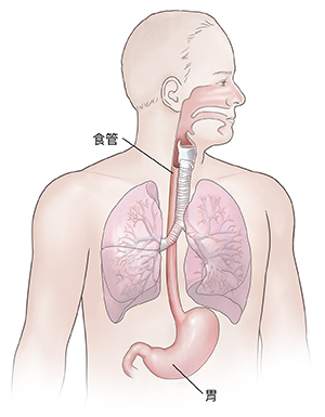 顯示呼吸道與上消化道解剖學的男性正面圖。