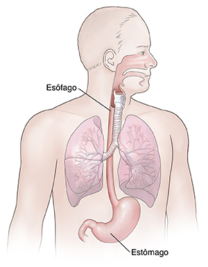 Vista frontal de um homem mostrando a anatomia dos sistemas respiratório e digestório superior.