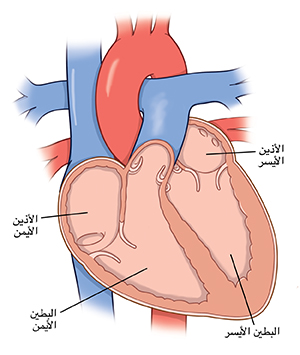 مقطع عرضي للقلب يُظهر غرف القلب.