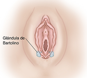 Genitales externos femeninos en los que se observan las glándulas de Bartolino.