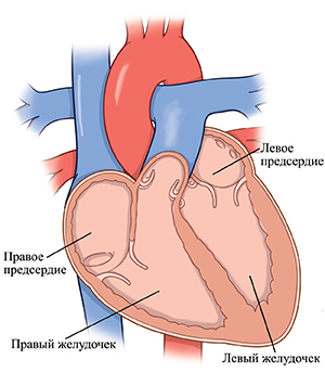 Поперечное сечение сердца, показывающее камеры сердца.