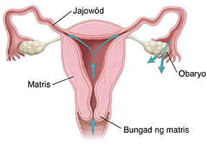 Harapang kuha ng cross section ng reproductive tract ng babae na may mga arrow na nagpapakita ng daanan sa ari, cervix, uterus, at labas ng mga fallopian tube.