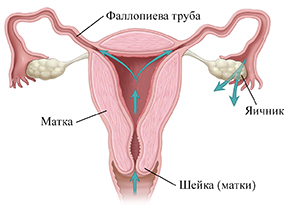 Corte transversal da vista frontal do aparelho reprodutor feminino com setas mostrando o caminho através da vagina, colo uterino, útero e fora das tubas uterinas.
