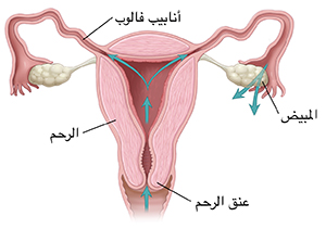 صورة أمامية لمقطع عرضي للجهاز التناسلي الأنثوي مع أسهم تُوضح المسار عبر المهبل وعنق الرحم والرحم وخارج قناتي فالوب.