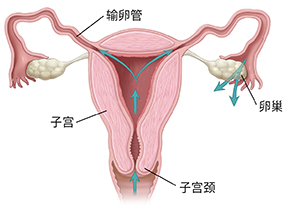 女性生殖系统横截面前视图,以箭头显示经过阴道、宫颈、子宫和离开输卵管的路径。