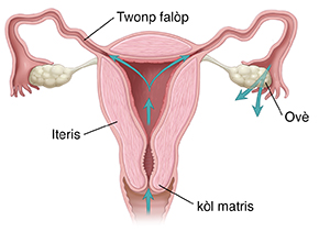 Yon imaj fas an koup aparèy repwodiktऑè feminen avèk flèch yo k ap montre wout nan vajen an, kòl iteris la, iteris la, ak deyò twonp falòp yo.