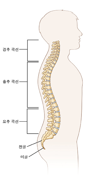 경추 곡선, 흉부 곡선, 요추 곡선, 천골 및 꼬리뼈를 보여주는 척추 그림