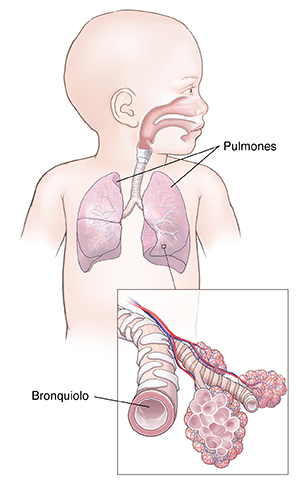 Vista frontal del cuerpo de un niño pequeño en donde se observa el aparato respiratorio. El recuadro muestra un bronquiolo y los alvéolos.