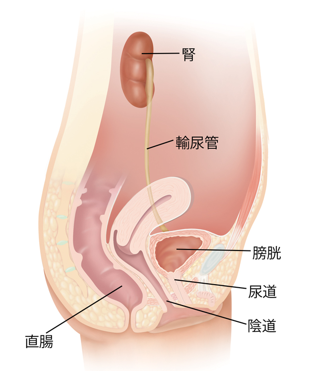 女性生殖道的側視剖面圖。