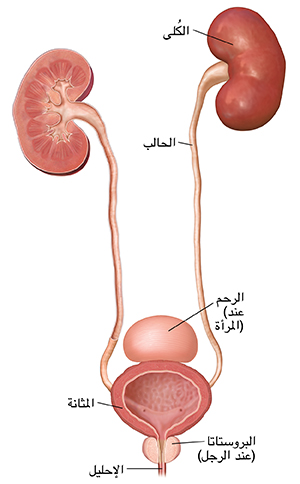 تُظهر المسالك البولية الكليتين، والحالبين، والمثانة، والإحليل، وجزء من الرحم والبروستاتا.
