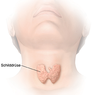 Vorderansicht von Kopf und Hals mit Schilddrüse.