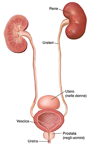 Tratto urinario con reni, ureteri, vescica, uretra e posizione dell’utero e della prostata in evidenza.
