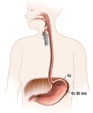 मुँह, ग्रासनली और पेट को दर्शाते हुए महिला की रूपरेखा।