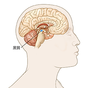 脳の断面を持つ頭の輪郭。黒質は脳の下部中央にある小さな領域です。