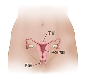 显示子宫内膜的子宫和阴道横截面前视图。