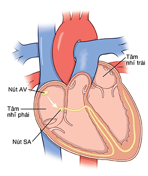 Hình chiếu cạnh của tim thể hiện các ngăn tim và các đường điện.