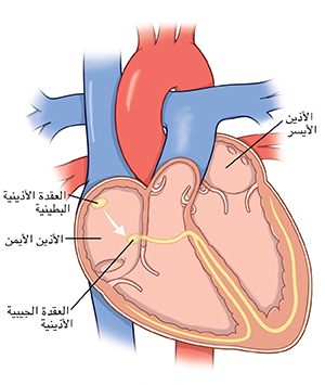 صورة جانبية للقلب تُظهر غرف القلب والمسارات الكهربائية