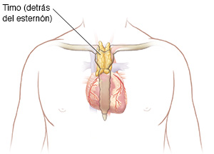 Contorno del pecho de un hombre donde se observa el timo encima del corazón y debajo del esternón.