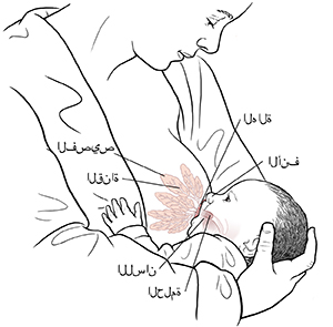 طفل يرضع من ثدي أمه وتظهر بنية تشريحية كالتالي: الفصيص، والقناة، والحلمة، والهالة، ولسان الطفل وأنفه.