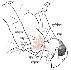 शारीरिक रचना दर्शाते हुए शिशु की वक्षस्थल पर परिचर्या: लोब्यूल, डक्ट, निप्पल, एरिओला, और शिशु की जीभ और नाक।