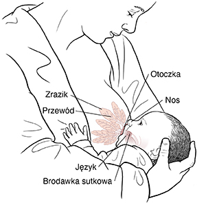 Dziecko karmione piersią z widoczną budową anatomiczną: zrazik, przewód, brodawka sutkowa, otoczka oraz język i nos dziecka.
