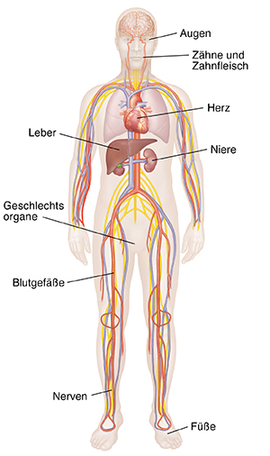 Vorderansicht einer schematischen Darstellung eines Mannes mit Nervensystem, Herz-Kreislauf-System, Lunge und Nieren.